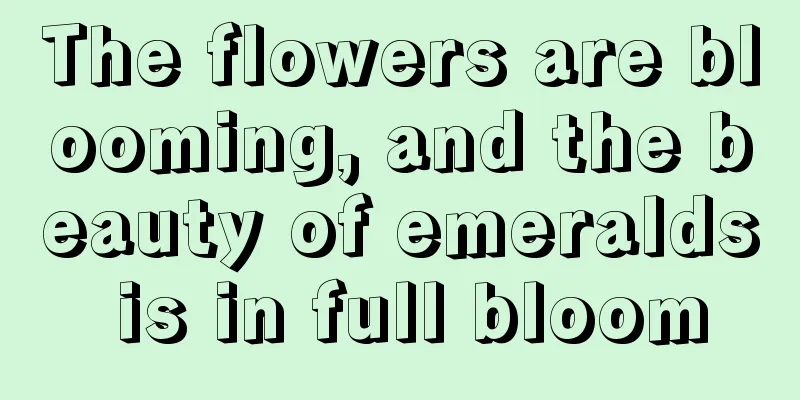 The flowers are blooming, and the beauty of emeralds is in full bloom