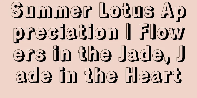 Summer Lotus Appreciation | Flowers in the Jade, Jade in the Heart