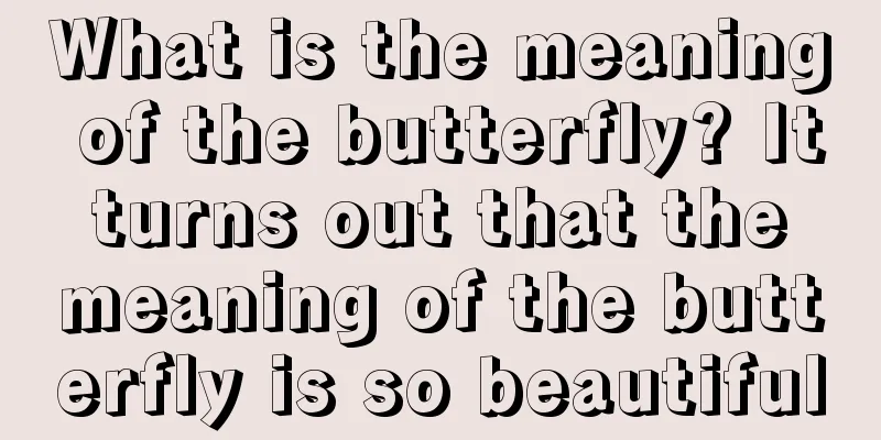 What is the meaning of the butterfly? It turns out that the meaning of the butterfly is so beautiful